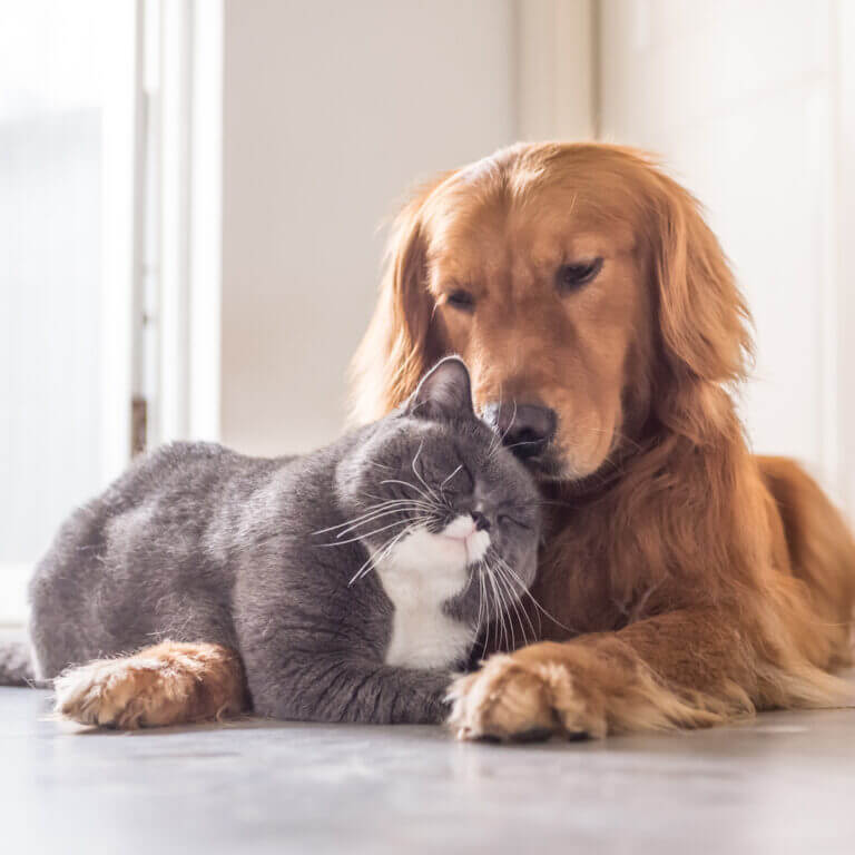 A golden retriever and a grey and white cat sitting together